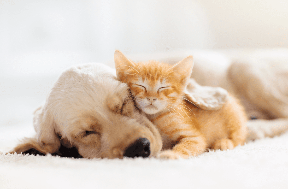Lab puppy and orange kitten snuggle together. 
