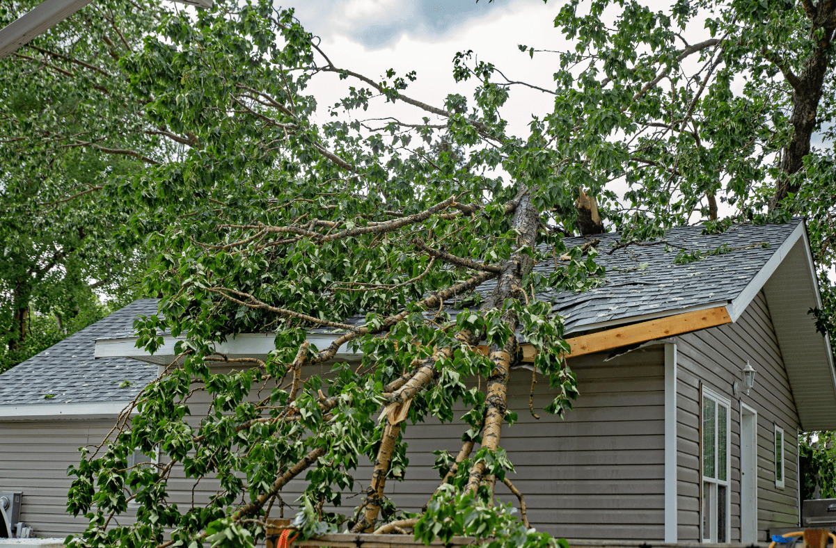 Fallen tree damages home.
