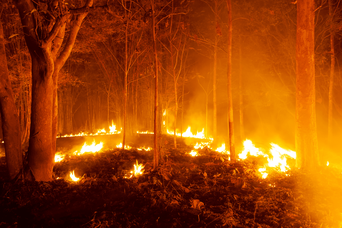 Wildfire in wooded area.