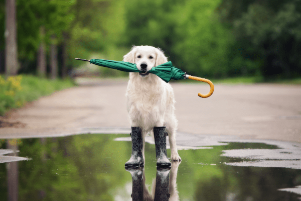 Cute dog holding green umbrella in mouth, wearing rain boots, standing in a puddle